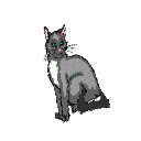 chat 31