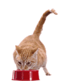 chat 93