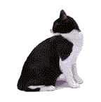chat 139