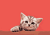 chat 170