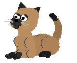 chat 213