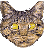 chat 215