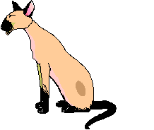 chat 224
