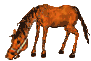 cheval 14