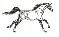 cheval 24