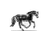 cheval 44