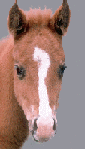 cheval 61