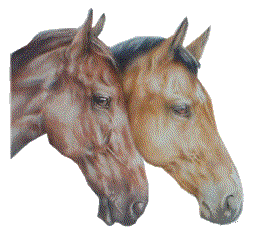 cheval 62