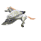 cheval 85