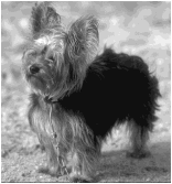 chien 32