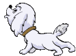 chien 67