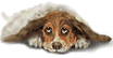 chien 70