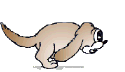 chien 74