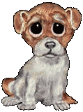 chien 84