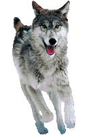chien 85