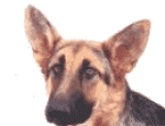 chien 152