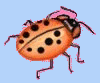 coccinelle 21