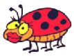 coccinelle 23