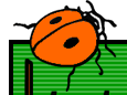 coccinelle 31