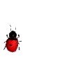 coccinelle 36