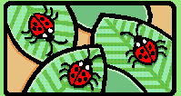 coccinelle 61