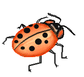 coccinelle 67