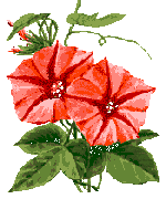 coccinelle 68