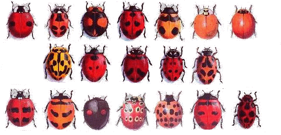 coccinelle 156