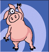 cochon 16