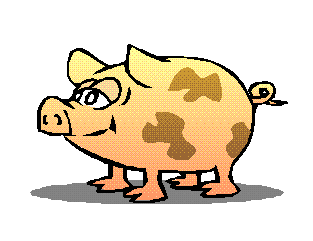 cochon 20