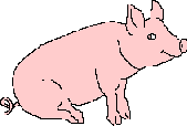 cochon 22