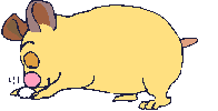 cochon 27