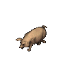 cochon 30