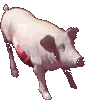 cochon 47