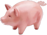 cochon 49