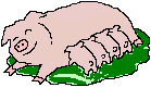 cochon 95