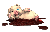 cochon 100