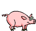 cochon 108