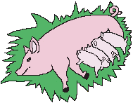 cochon 109