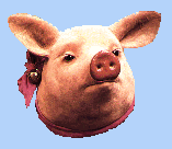 cochon 118