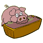 cochon 119
