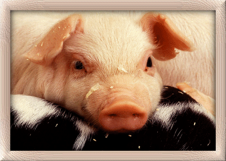 cochon 122
