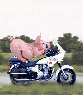cochon 126