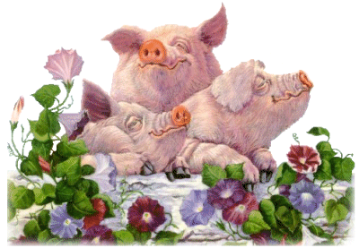 cochon 140