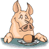 cochon 146