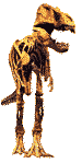 dino 13