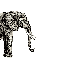 elephant 24