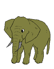 elephant 29