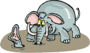 elephant 30
