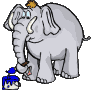 elephant 39